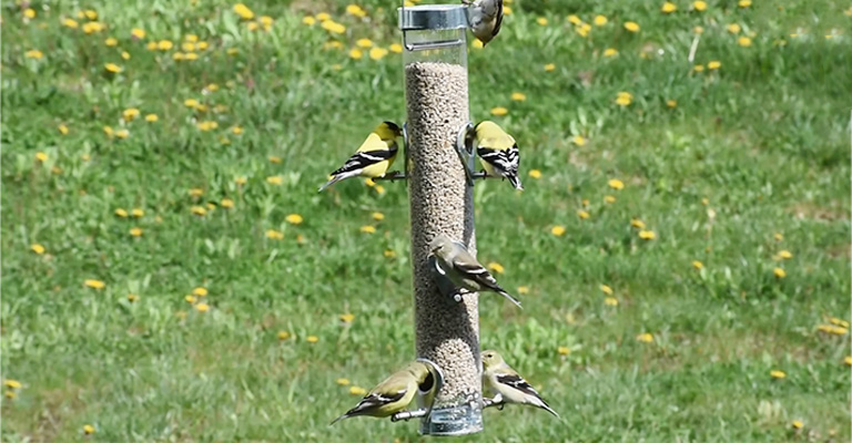 Which Bird Feeders Attract Most Birds