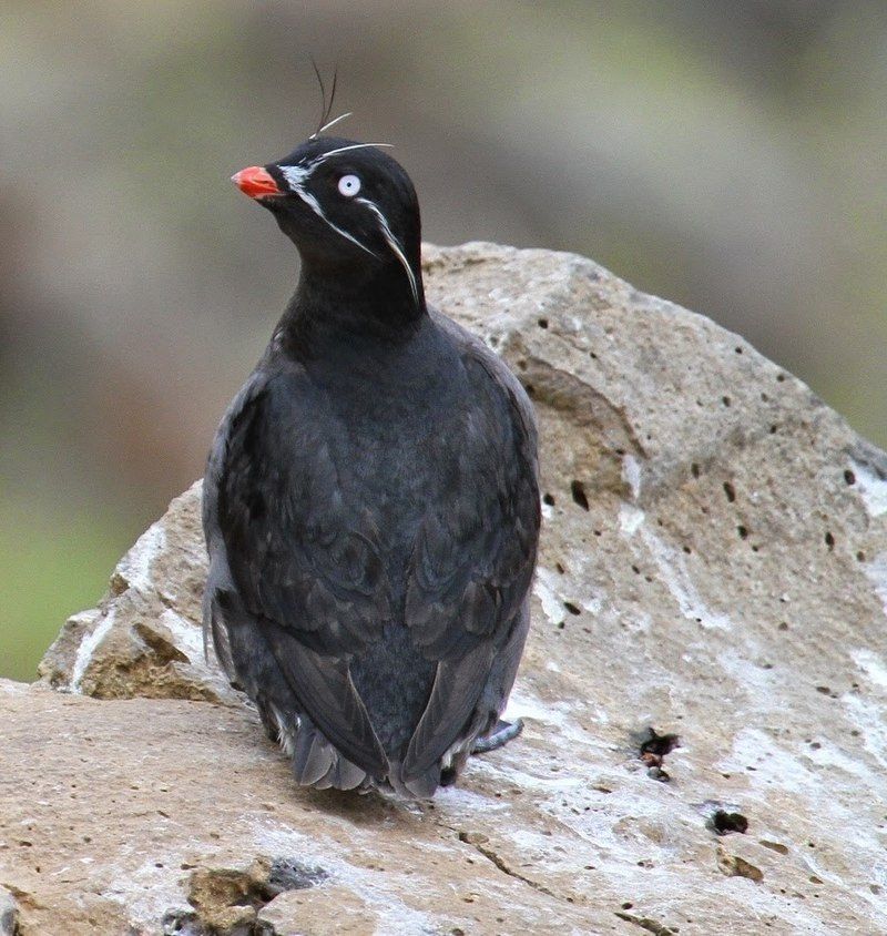 Whiskered_auklet__5