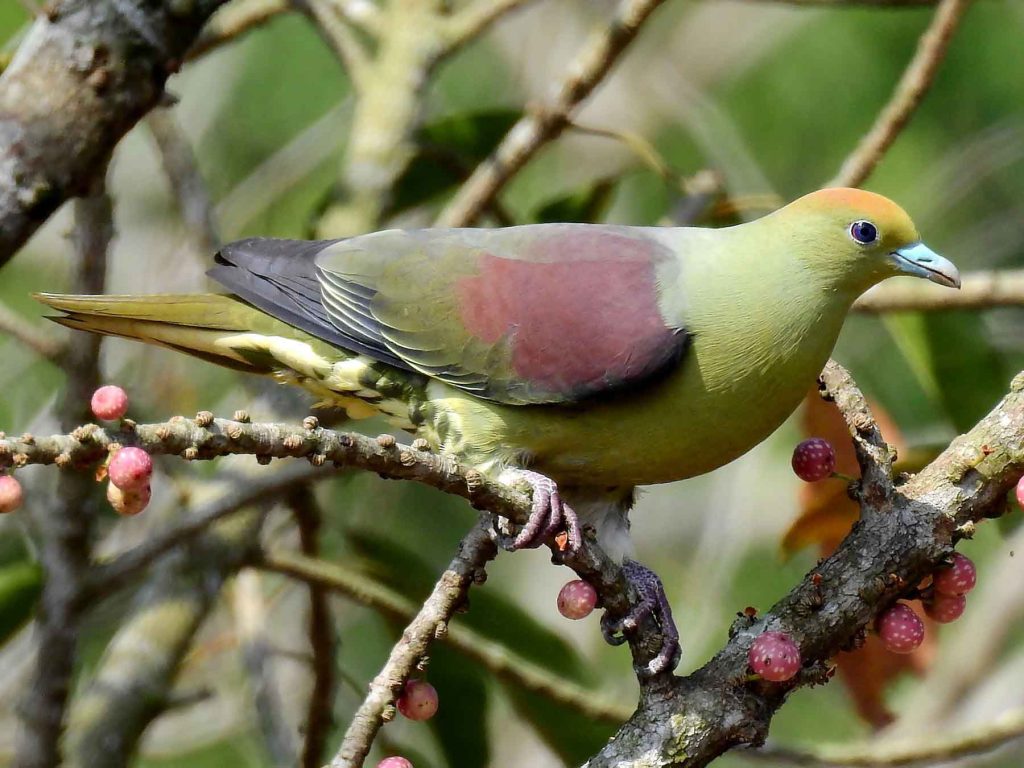 Whistling Green Pigeon