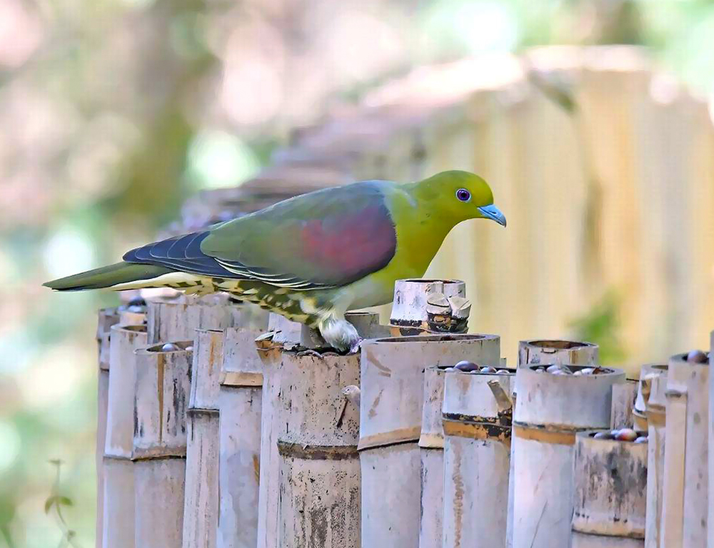 White-Bellied Green Pigeon