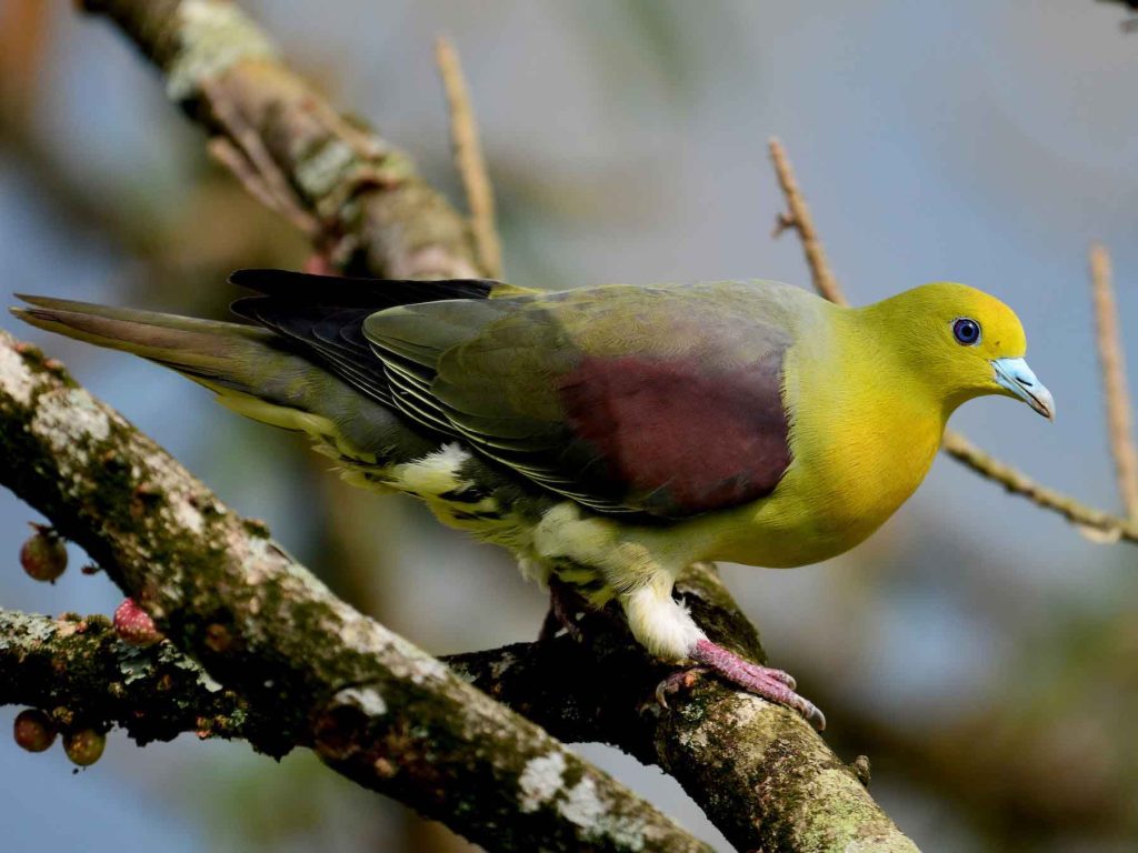 White-Bellied Green Pigeon