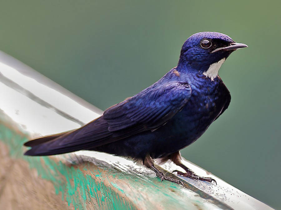 White-Bibbed Swallow