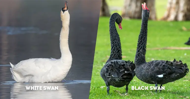 White Swan Vs Black Swan