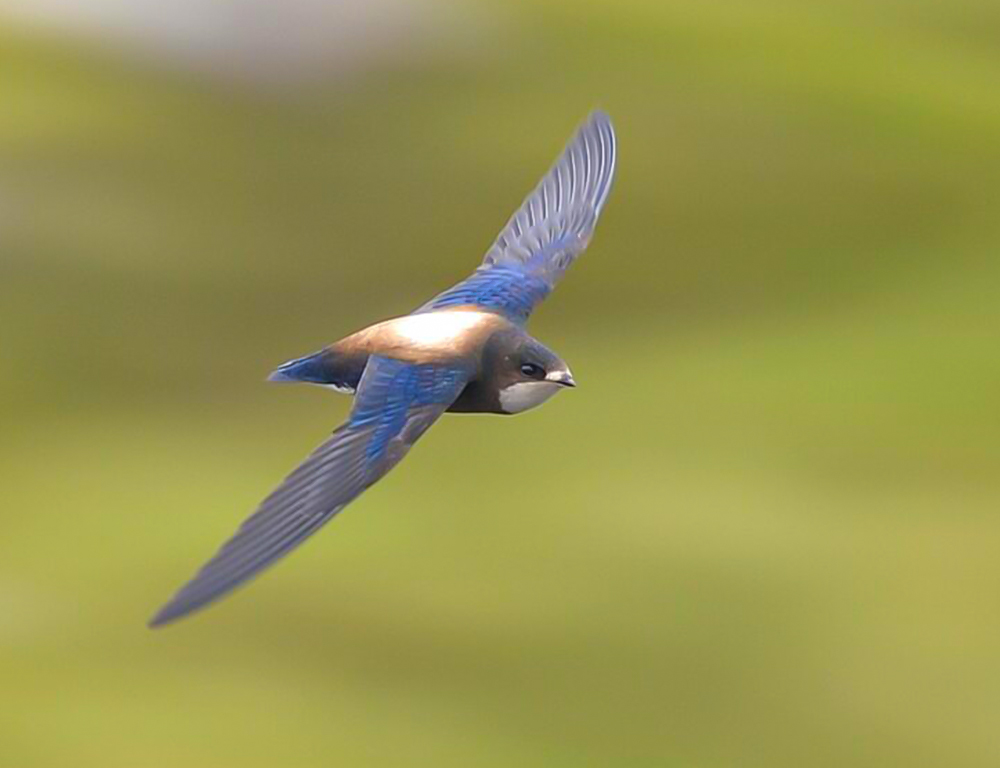 White-Throated Needletail