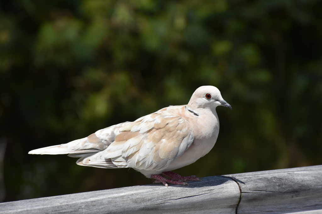 White-Winged Dove