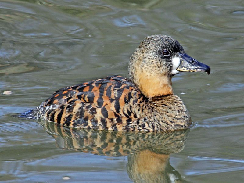 White-backed_duck__4