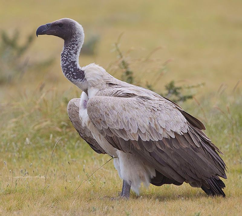 White-backed_vulture__20