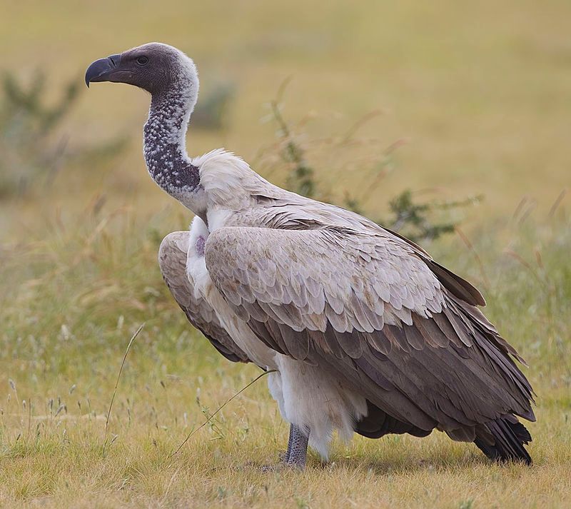 White-backed_vulture__3