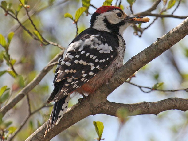 White-backed_woodpecker__20