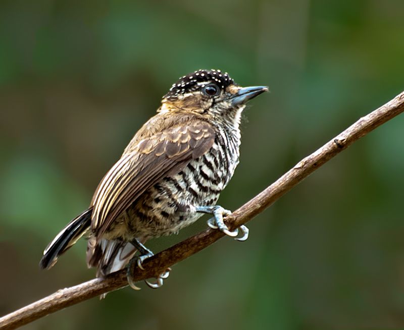 White-barred_piculet__11