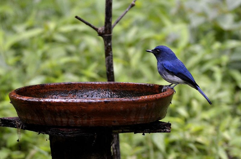 White-bellied_blue_flycatcher__2