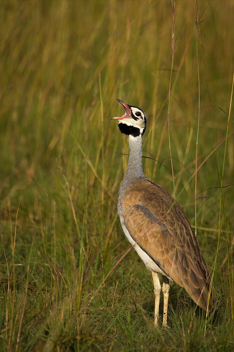 White-bellied_bustard__14