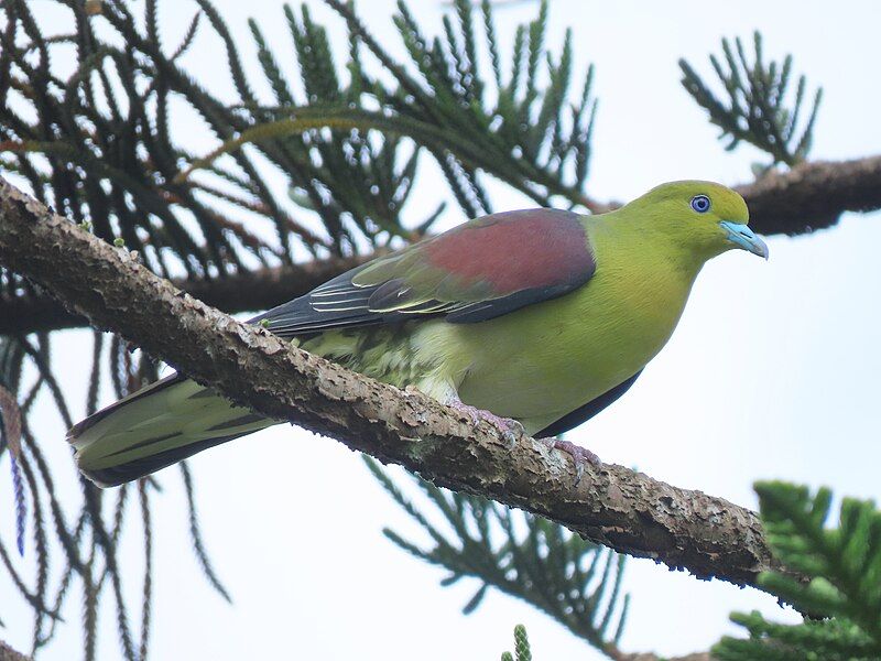 White-bellied_green_pigeon__1