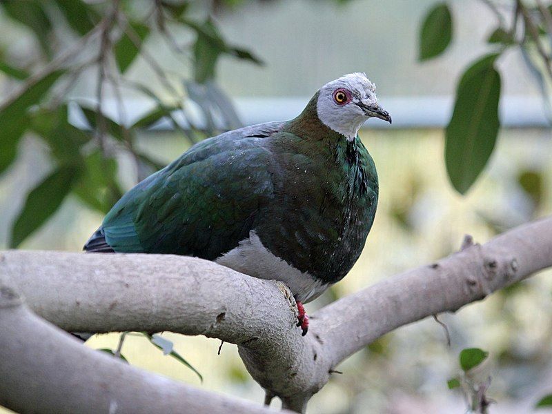 White-bellied_imperial_pigeon__15