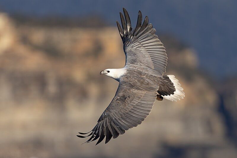 White-bellied_sea_eagle__1