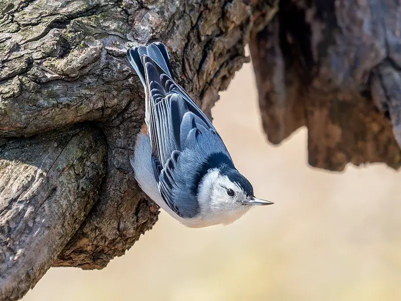 White-breasted_nuthatch__10