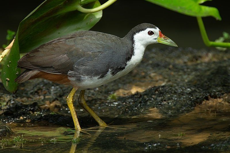 White-breasted_waterhen__1