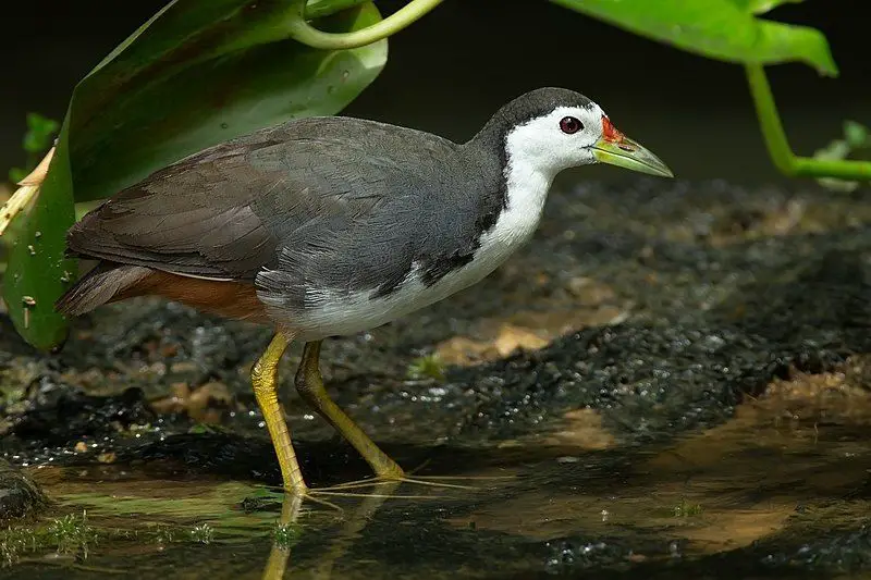 White-breasted_waterhen__20