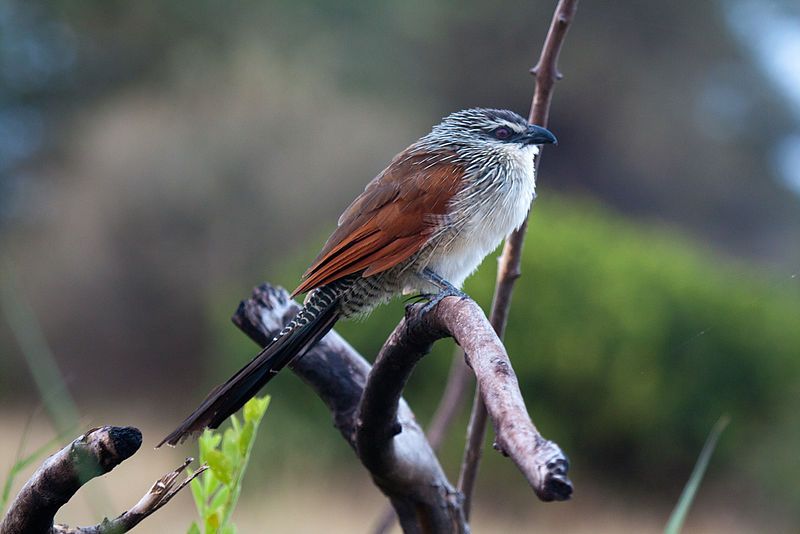 White-browed_coucal__9