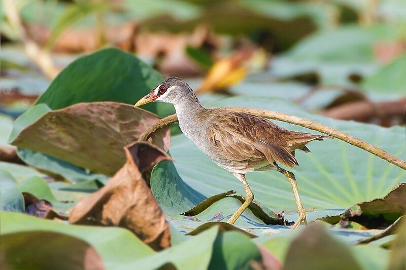 White-browed_crake__15