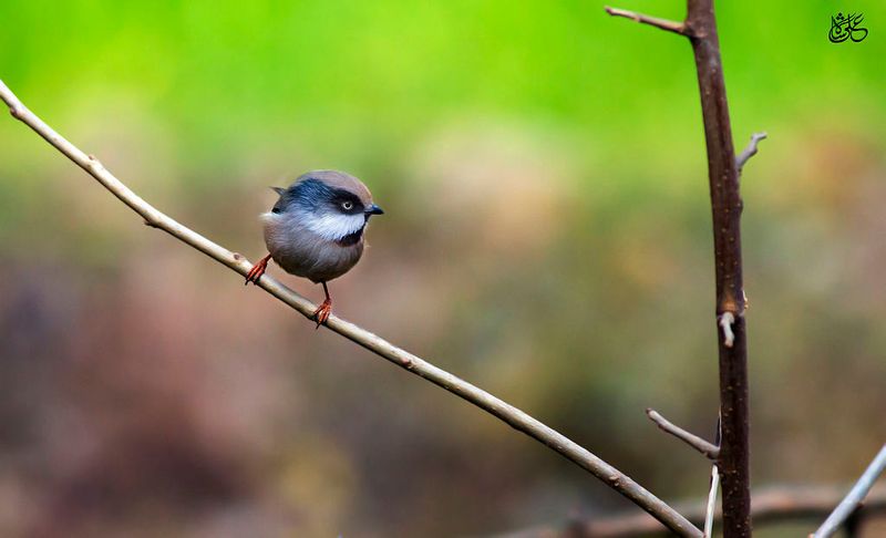 White-cheeked_bushtit__44