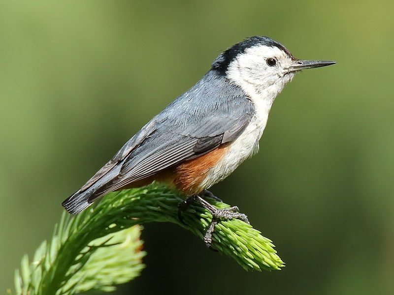 White-cheeked_nuthatch__33