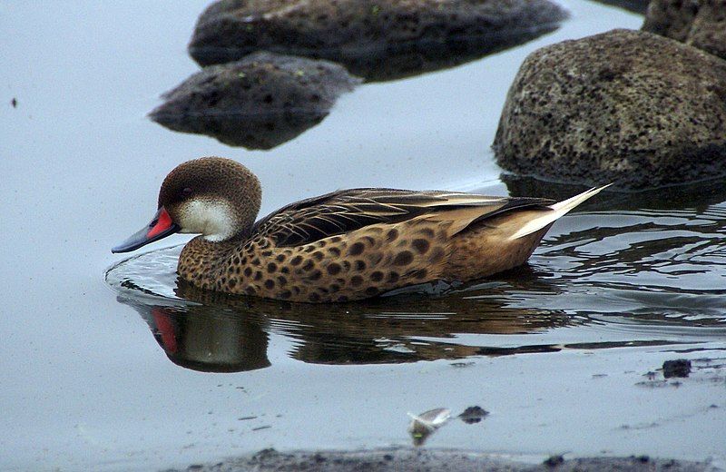 White-cheeked_pintail__3