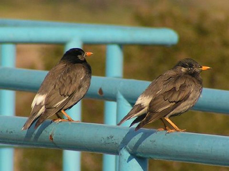 White-cheeked_starling__14