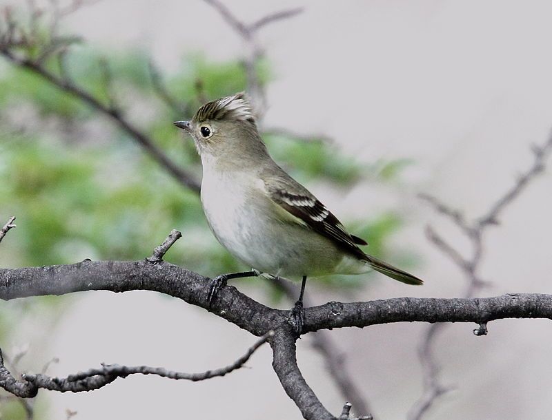 White-crested_elaenia__6