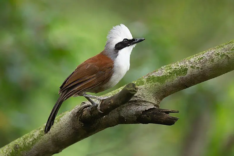 White-crested_laughingthrush__47