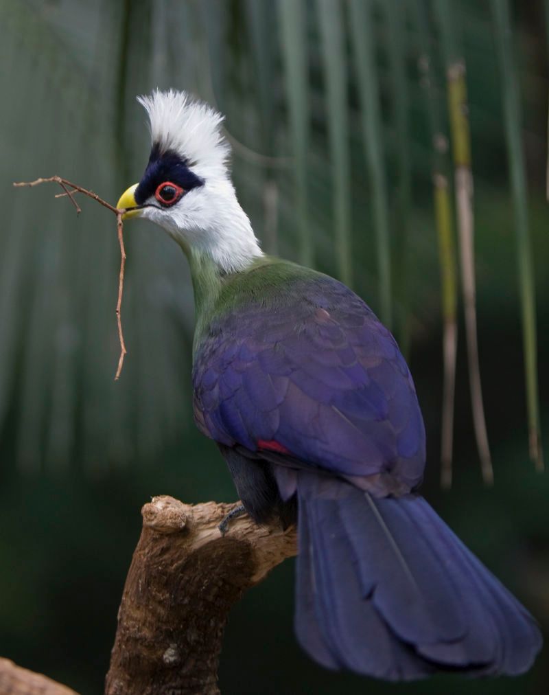 White-crested_turaco__11