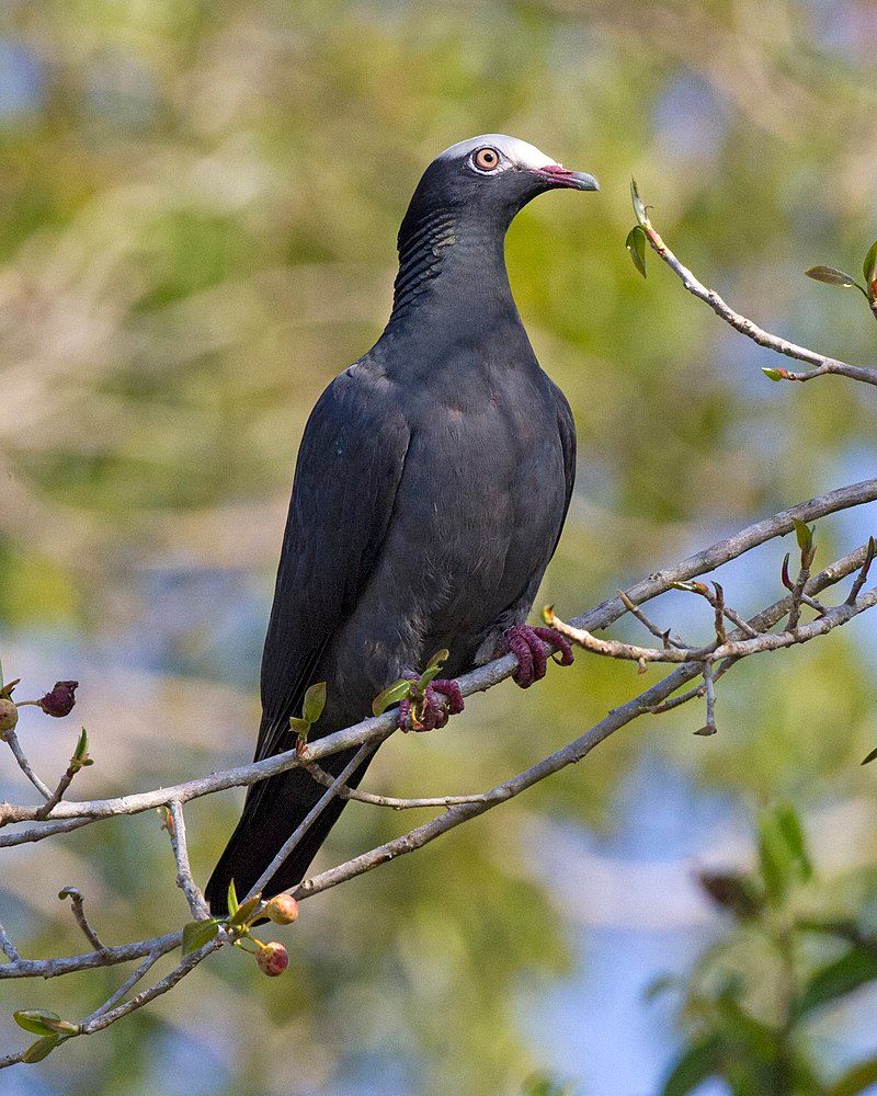 White-crowned_pigeon__19