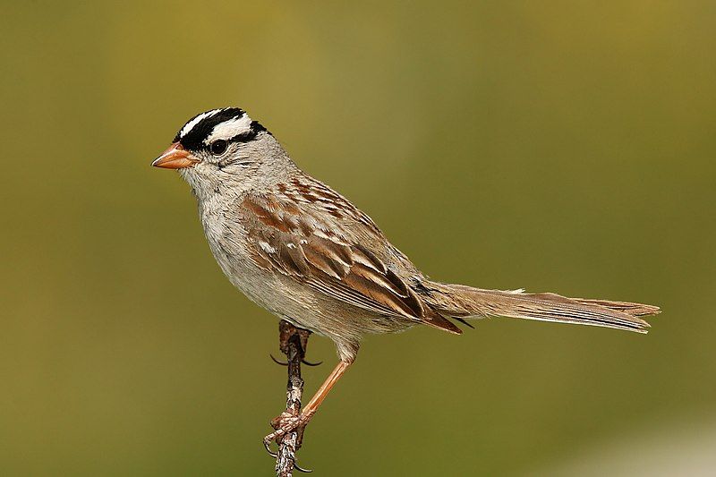 White-crowned_sparrow__11