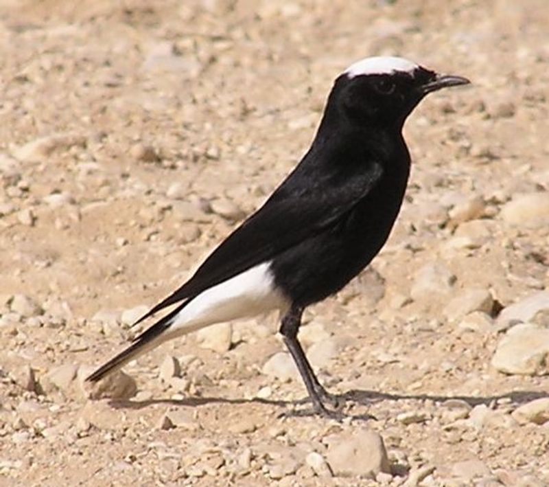 White-crowned_wheatear__5