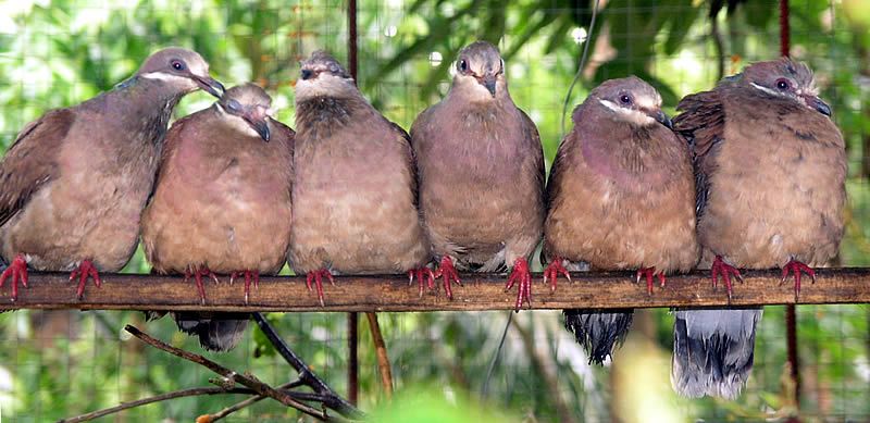 White-eared_brown_dove__1