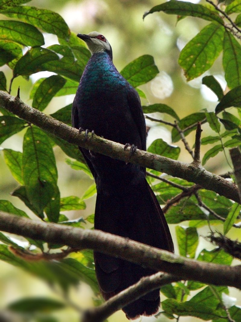 White-faced_cuckoo-dove__1