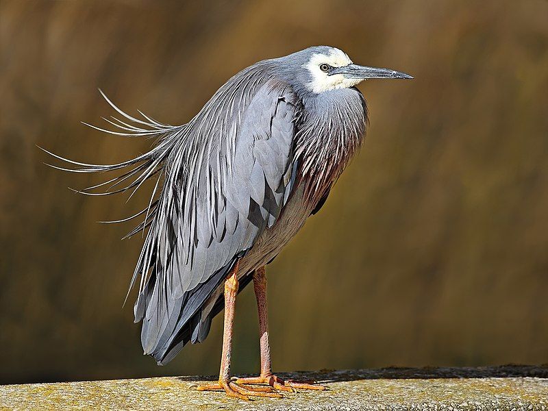 White-faced_heron__14