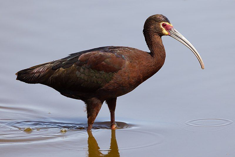 White-faced_ibis__10