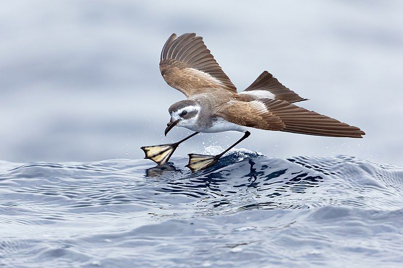 White-faced_storm_petrel__15