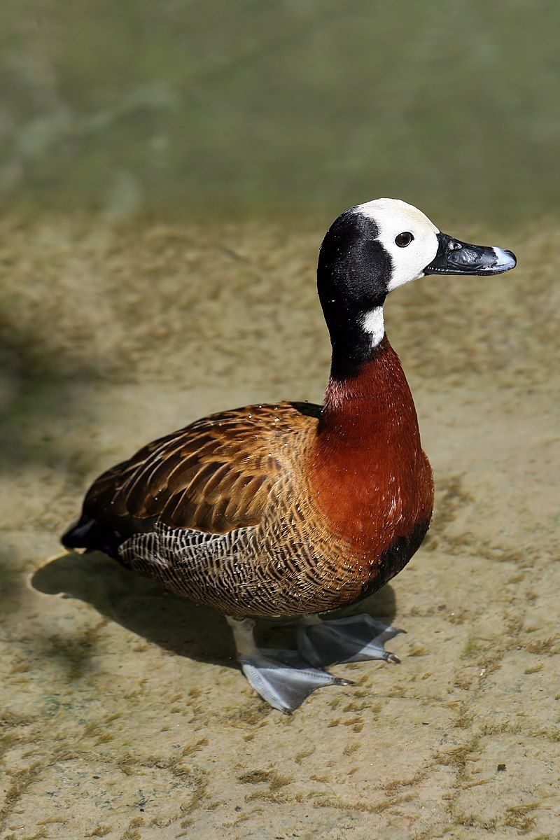 White-faced_whistling_duck__10