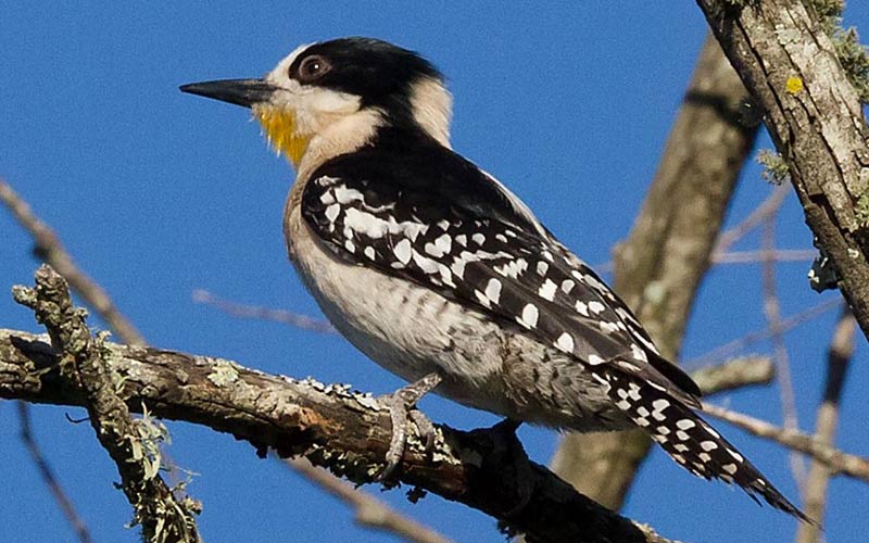 White-fronted woodpecker