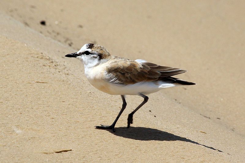 White-fronted_plover__13