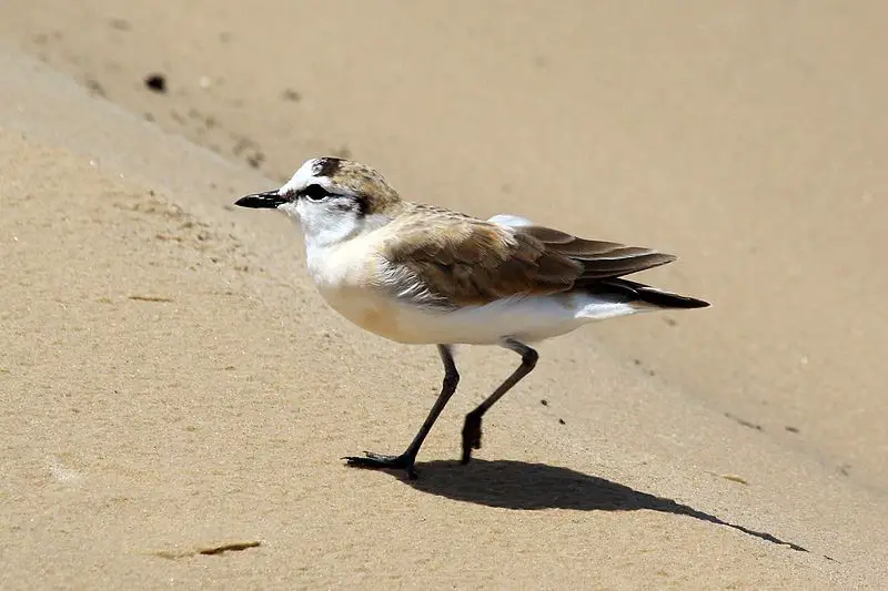 White-fronted_plover__25