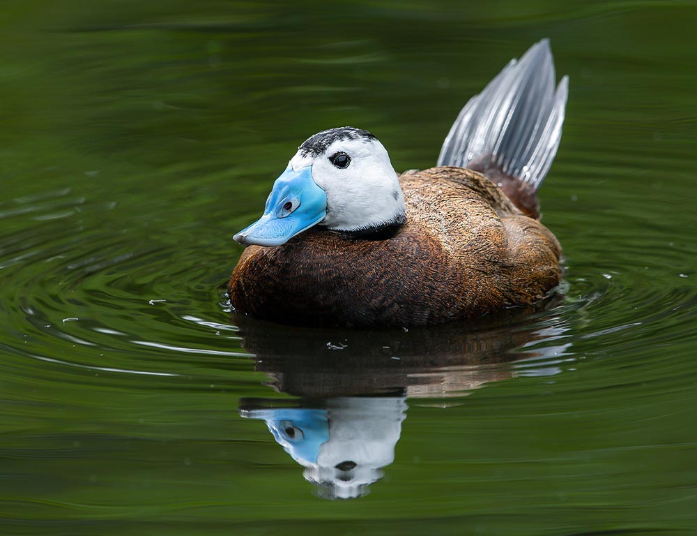 White-headed Duck