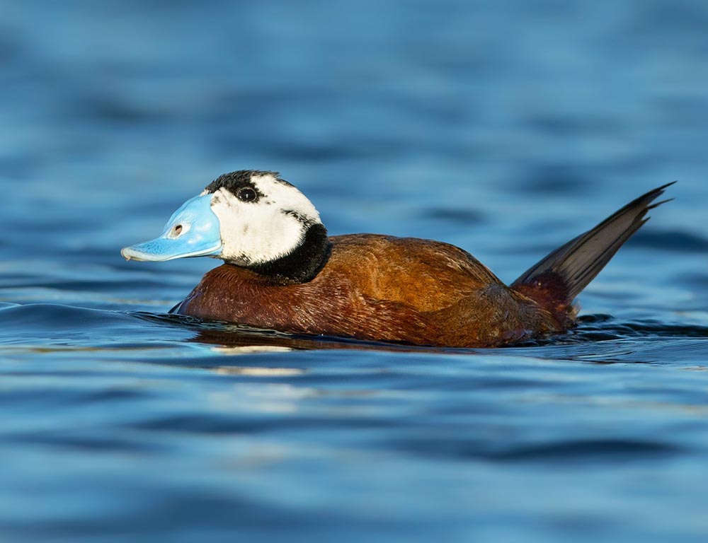 White-headed Duck