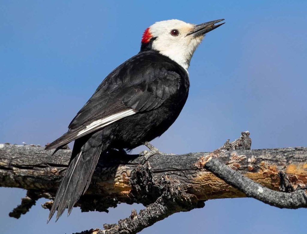 White-headed woodpecker