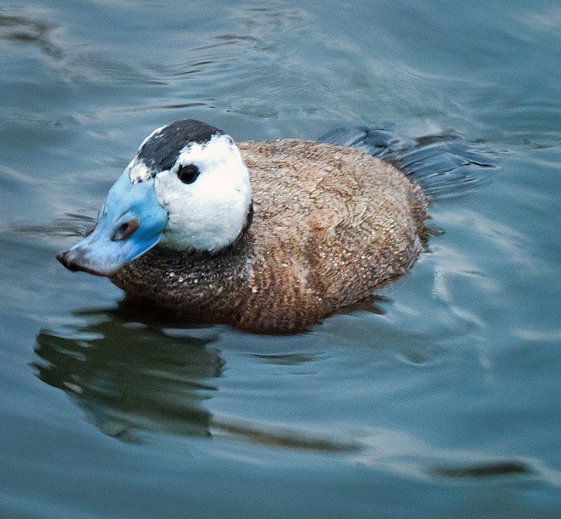 White-headed_duck__13