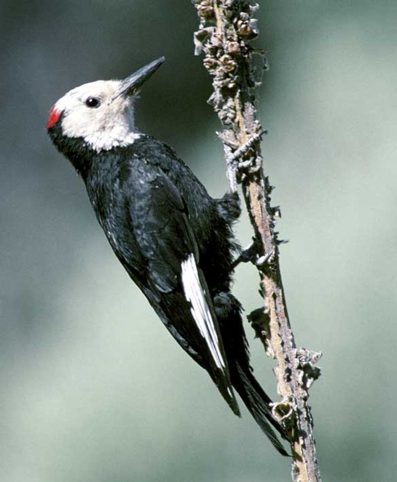 White-headed_woodpecker__14