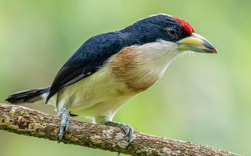 White-mantled barbet