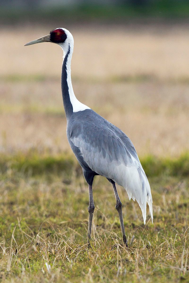 White-naped_crane__10